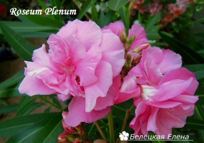 roseum plenum